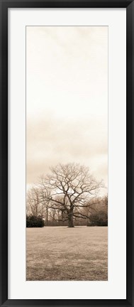 Framed Chestnut Tree Print