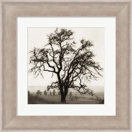 Framed Country Oak Tree Print