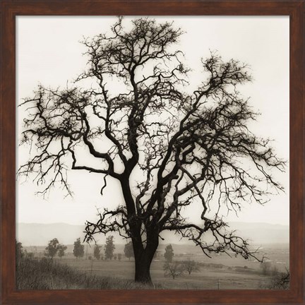 Framed Country Oak Tree Print