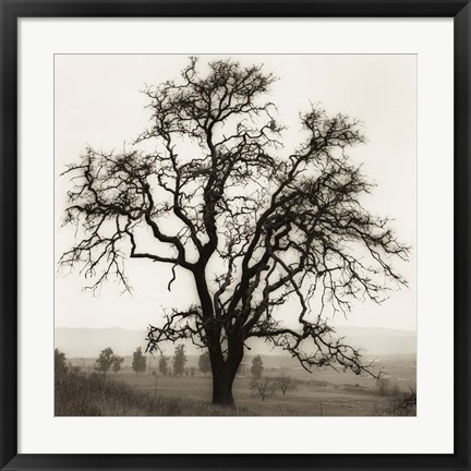 Framed Country Oak Tree Print