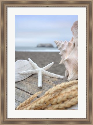 Framed Crescent Beach Shells 12 Print