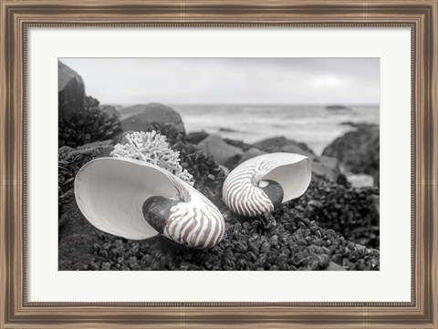 Framed Crescent Beach Shells 2 Print