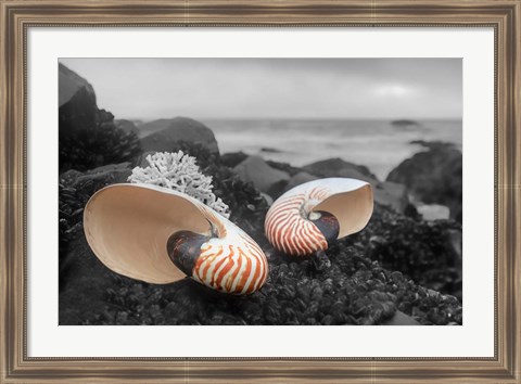 Framed Crescent Beach Shells 2 Print