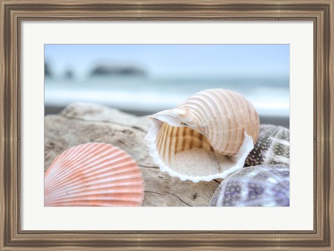 Framed Crescent Beach Shells 9 Print