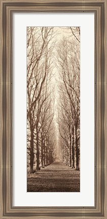 Framed Poplar Trees Print