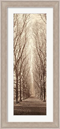 Framed Poplar Trees Print