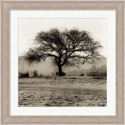 Framed Willow Tree Print