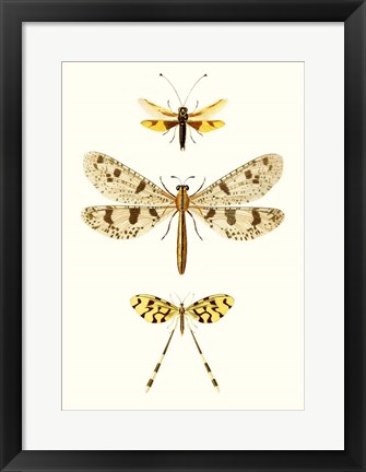 Framed Entomology Series I Print