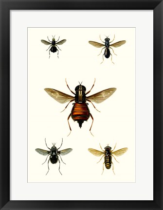 Framed Entomology Series III Print