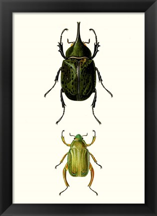 Framed Entomology Series IV Print