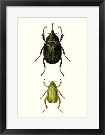 Framed Entomology Series IV Print