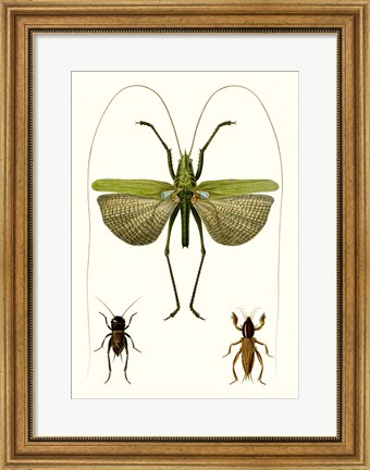 Framed Entomology Series V Print