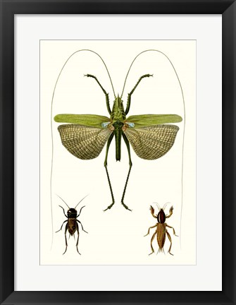 Framed Entomology Series V Print