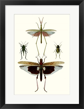 Framed Entomology Series VI Print