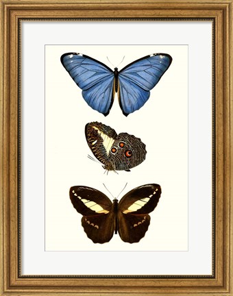 Framed Entomology Series VIII Print