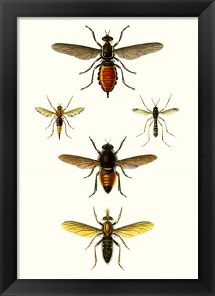 Framed Entomology Series IX Print