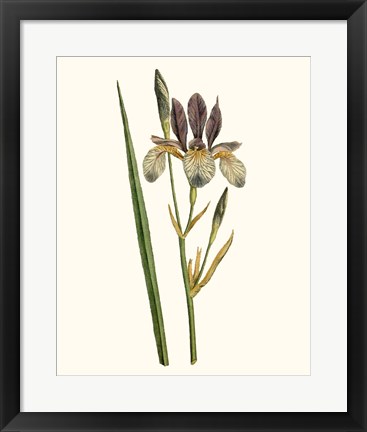 Framed Antique Iris I Print