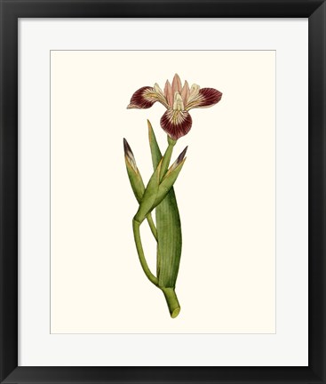 Framed Antique Iris II Print