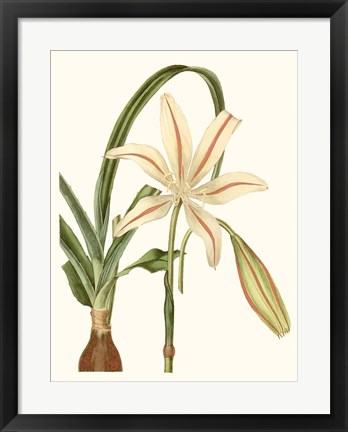 Framed Antique Amaryllis I Print