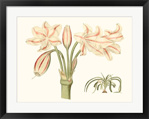 Framed Antique Amaryllis V Print