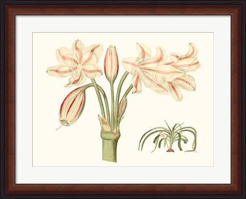 Framed Antique Amaryllis V Print