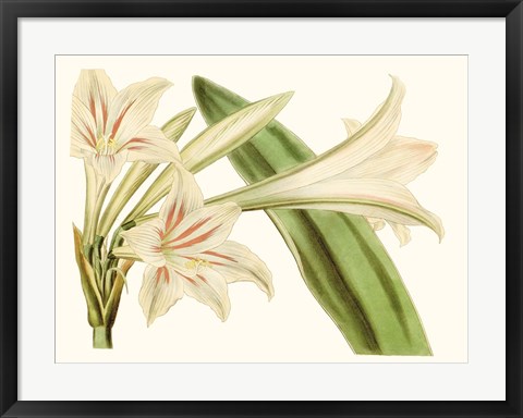 Framed Antique Amaryllis VI Print