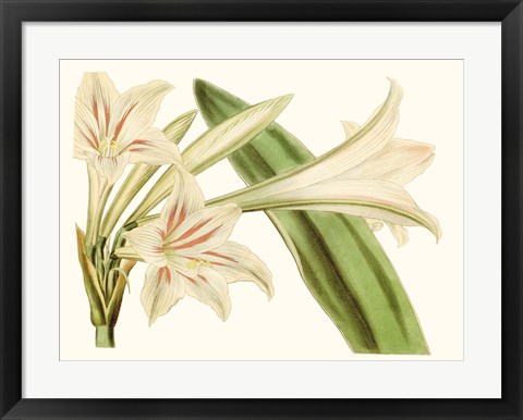 Framed Antique Amaryllis VI Print