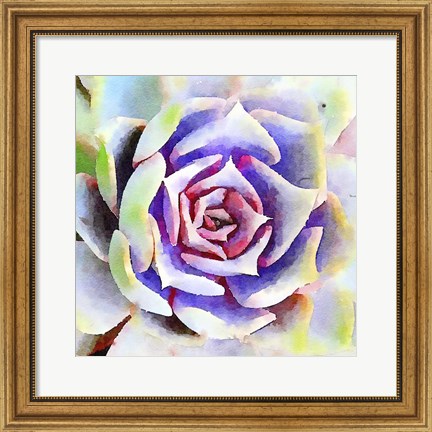 Framed Succulente II Print