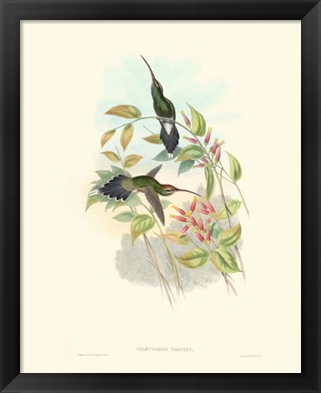 Framed Hummingbird Delight I Print