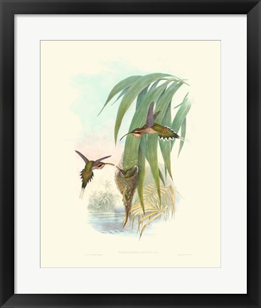 Framed Hummingbird Delight III Print