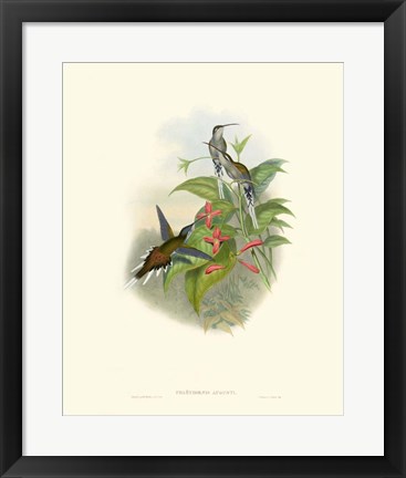 Framed Hummingbird Delight IV Print