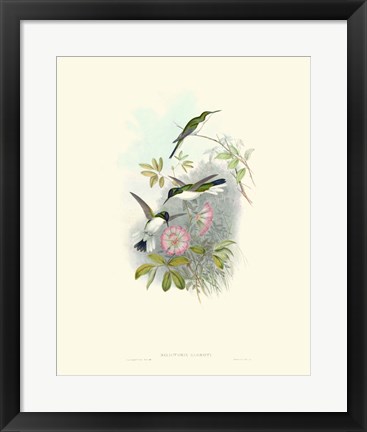 Framed Hummingbird Delight VIII Print