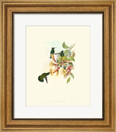 Framed Hummingbird Delight IX Print