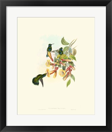 Framed Hummingbird Delight IX Print