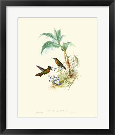 Framed Hummingbird Delight X Print