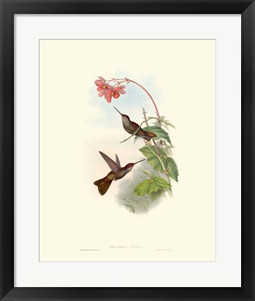 Framed Hummingbird Delight XI Print