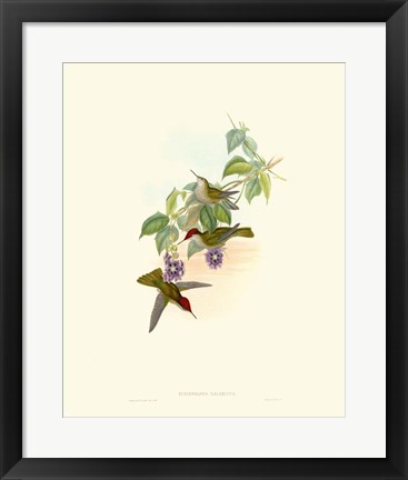 Framed Hummingbird Delight XII Print