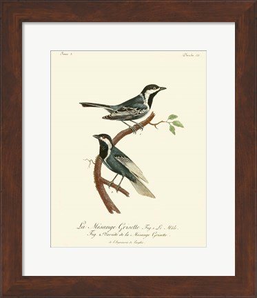 Framed Vintage French Birds III Print