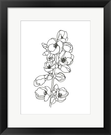 Framed Quince Blossom Contour I Print