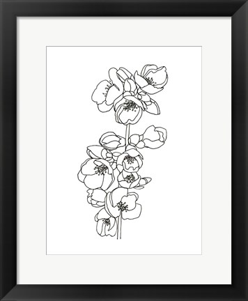 Framed Quince Blossom Contour II Print