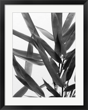 Framed B&amp;W Bamboo IV Print