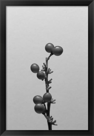 Framed Liriope I Print