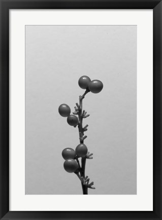 Framed Liriope I Print