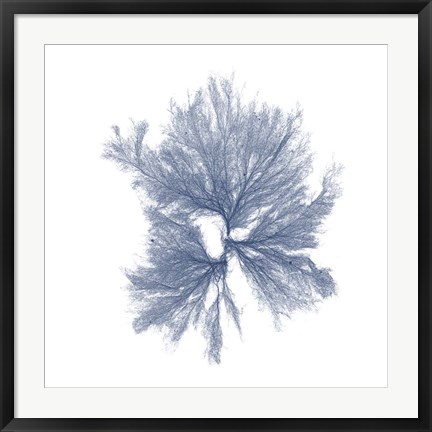 Framed Navy Seaweed III Print