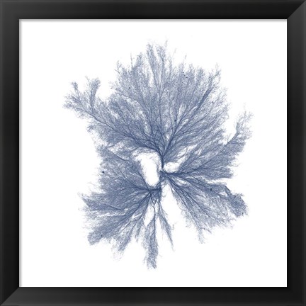 Framed Navy Seaweed III Print