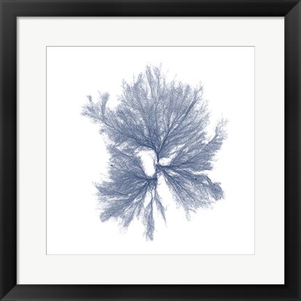 Framed Navy Seaweed III Print