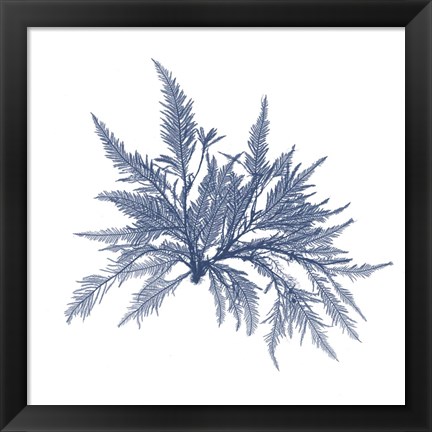 Framed Navy Seaweed V Print