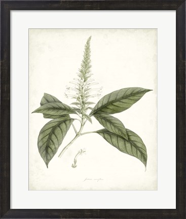 Framed Sage Botanical II Print
