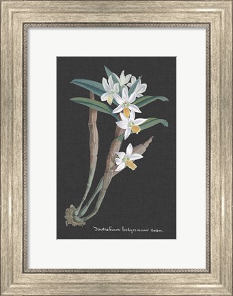 Framed Orchid on Slate I Print