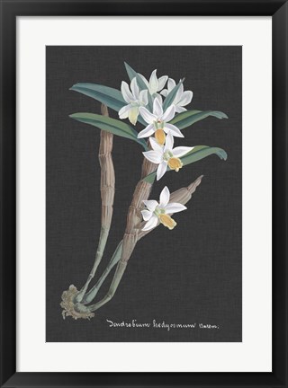 Framed Orchid on Slate I Print